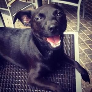 Meet your Posher, Tiant